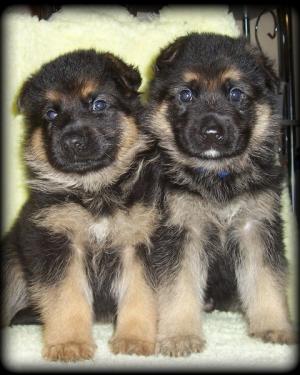 Pups just over 4 weeks old
