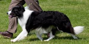 seamus