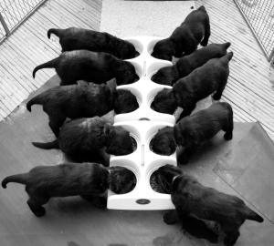 puppies