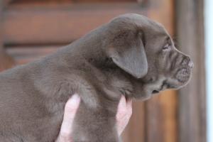 HaselorHill Double Diamond @ 6 weeks