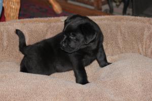 HaselorHill Diamond Digger @ 5 weeks