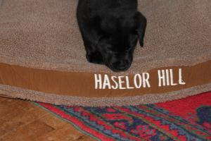 HaselorHill Diamond Duke @ 5 weeks