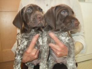 Pups now 