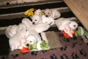 40 winks