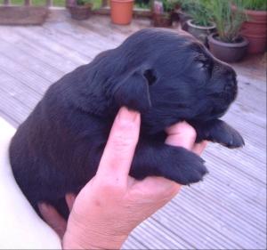 13 Days Old