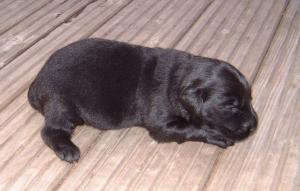 13 Day Old