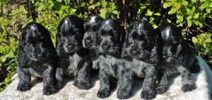 There is one dog puppy left out of this litter