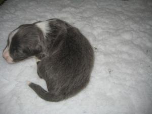 4th puppy at 14 days old