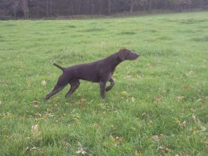 Ch Stairfoot Sandgoose JW