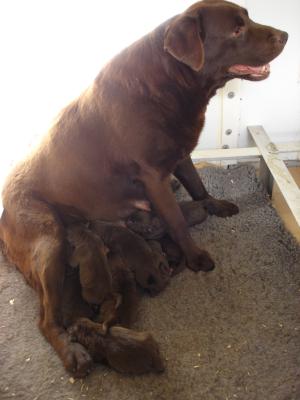 Cadbury and her new pups