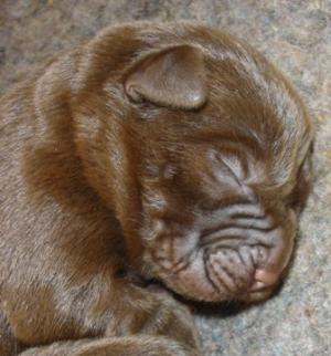 Cadbury's new pup a few days old