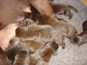 Cadbury's new pups