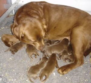 Meg and her litter just 4 days old