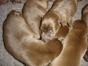 Mag's litter just 4 days old