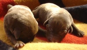 Meg's 4 day old litter