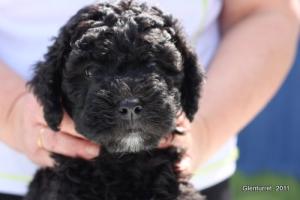 puppie
