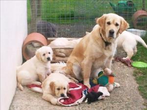 Willow with Deme & Olie's last litter
