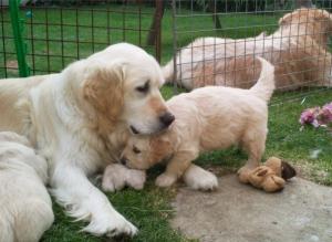 Deme with her last litter, again sired by Olie