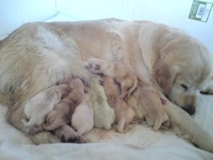 A few hours old....bruisers!