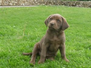 Tarnedge Lightning Strike - one of the puppies.