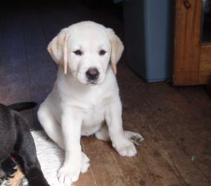Clover aged 9 weeks