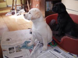Looking out the window Clover and brother 9weeks