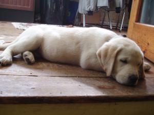 Time for a nap