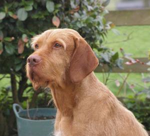 Pedigree Kc Registered Hungarian Wirehaired Vizsla Puppies In