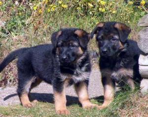 Etchica puppies