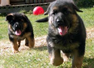 Etchica pups