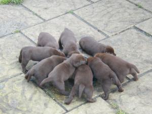 Beautiful litter of chocolate puppies