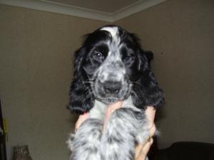 BEAUTIFUL BLUE ROAN PUPPY