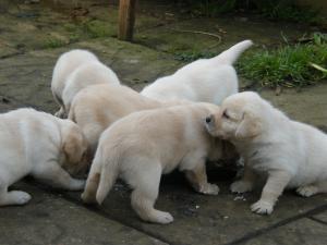 Wonderful yellow litter