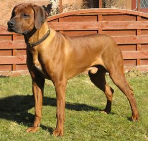 (Monte)IR CH Walamadengie Monte-Carlo,Jnr Ch,CW10