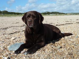 Meadowleigh Mariella - Ruby