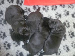 Ruby's Puppies - A few days old