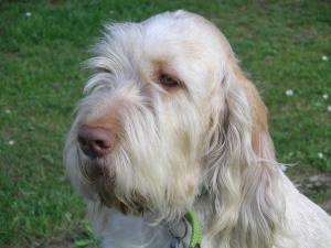 Scodinzolare Phoebe
