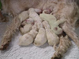 pups 3 days old