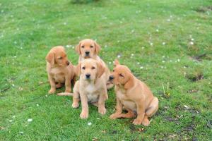 Pups relaxing