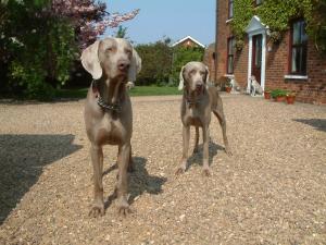 LOUIS & SHIU SHIU