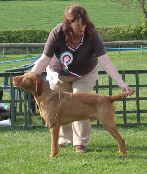Harvey - Best in Show HWVA Championship Show 2011