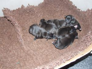 PUPS