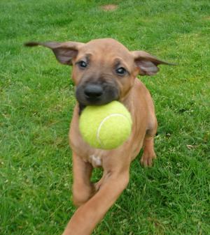 pups at 7.5 weeks old 