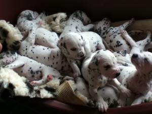 All 12 Dalmatian Puppies