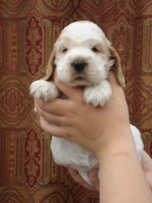 Beautiful puppy