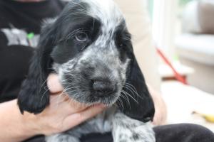Puppy at 8 weeks