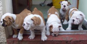 Pups at 9 weeks 