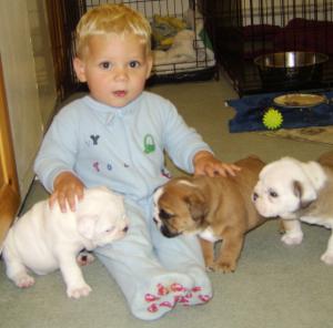 HAROGEBULLS BABIES FROM A PREVIOUS LITTER