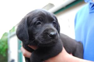 Ruby'pups 2011