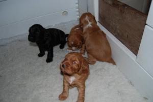 Cassie's pups 2008